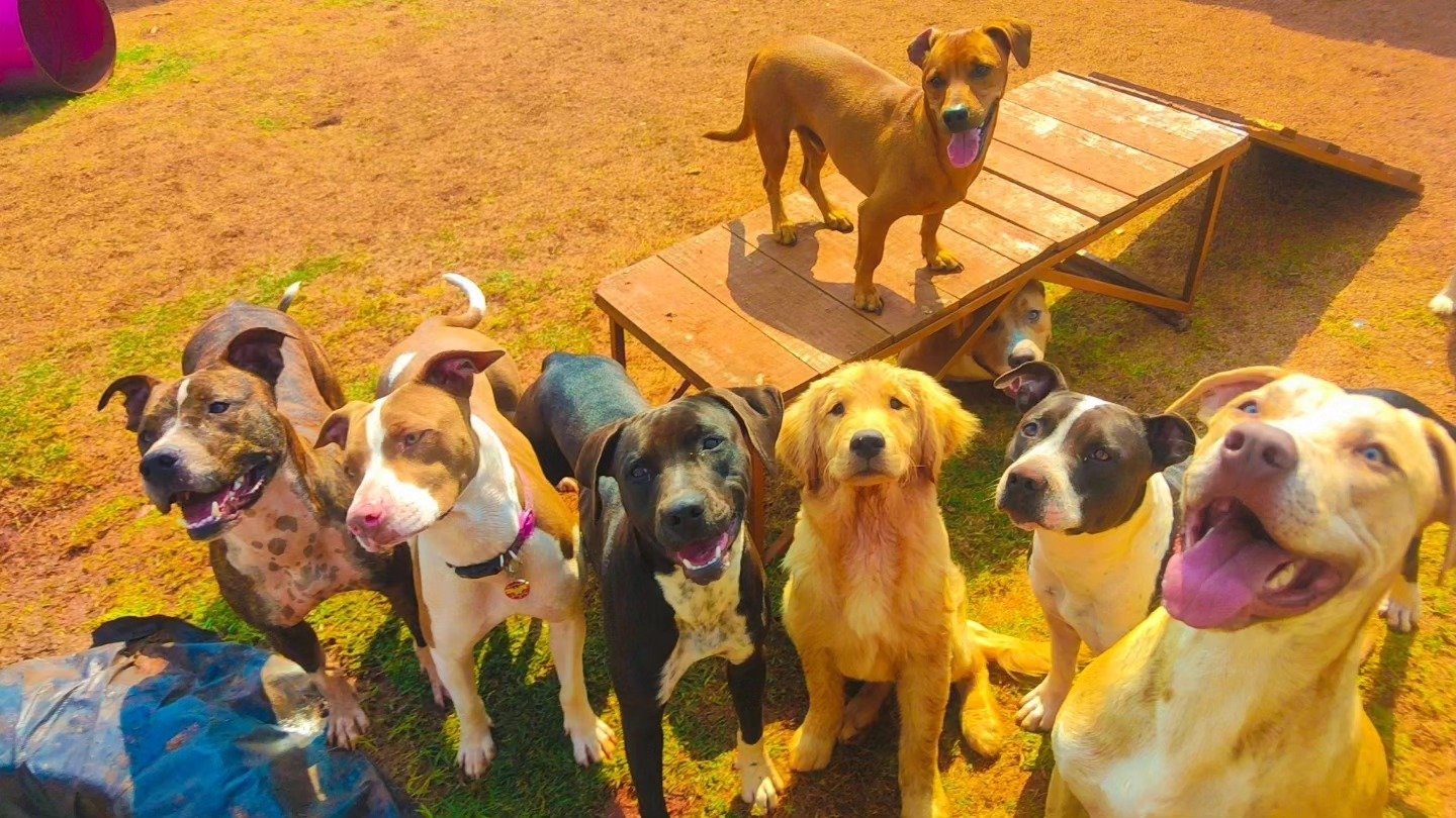 Cães reunidos na creche da Major Dogs