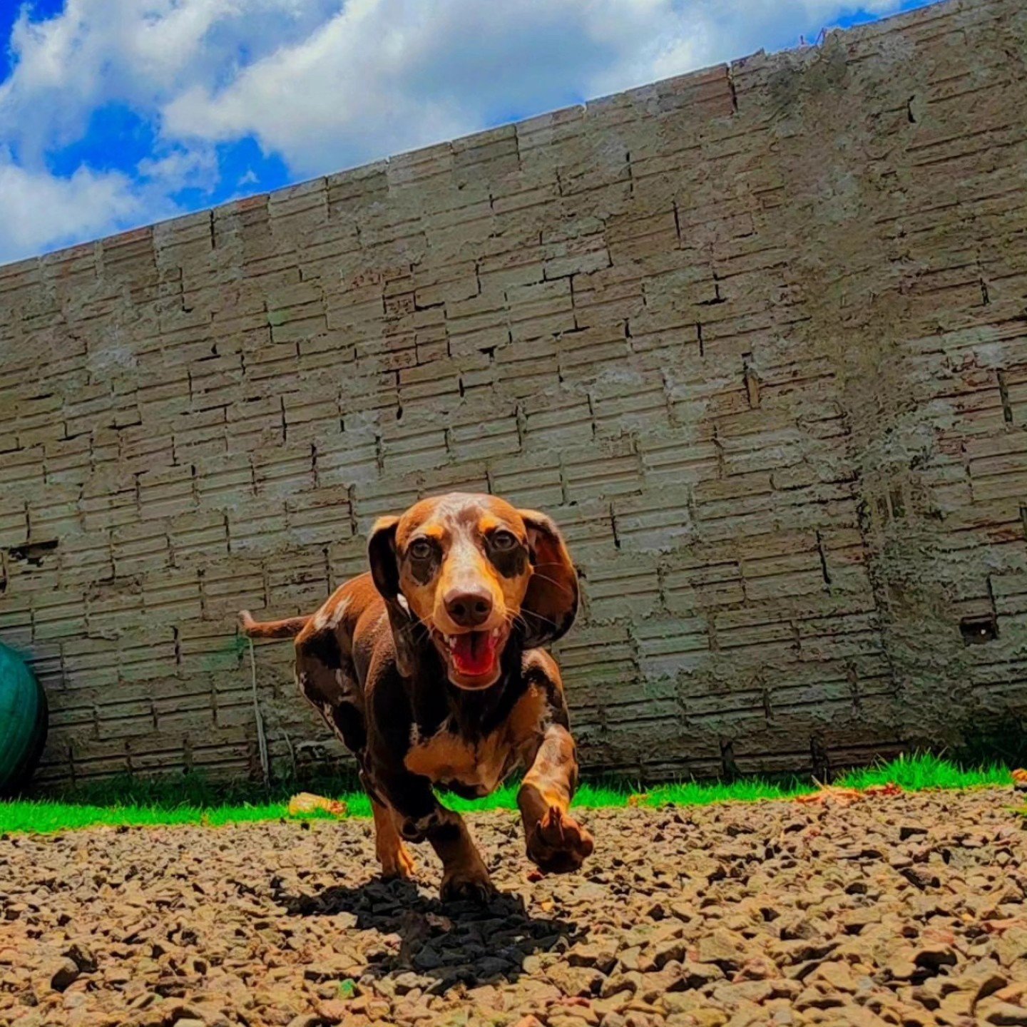 Cão correndo no espaço da Major Dogs