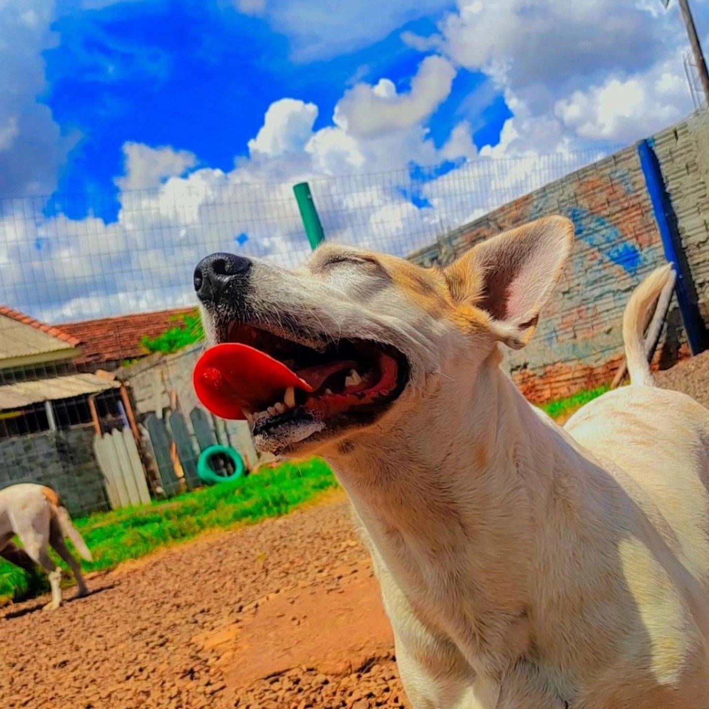 Cão da Major Dogs brincando no sol