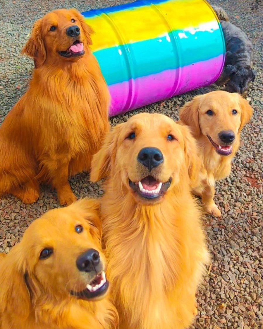 Grupo de golden retrievers na Major Dogs