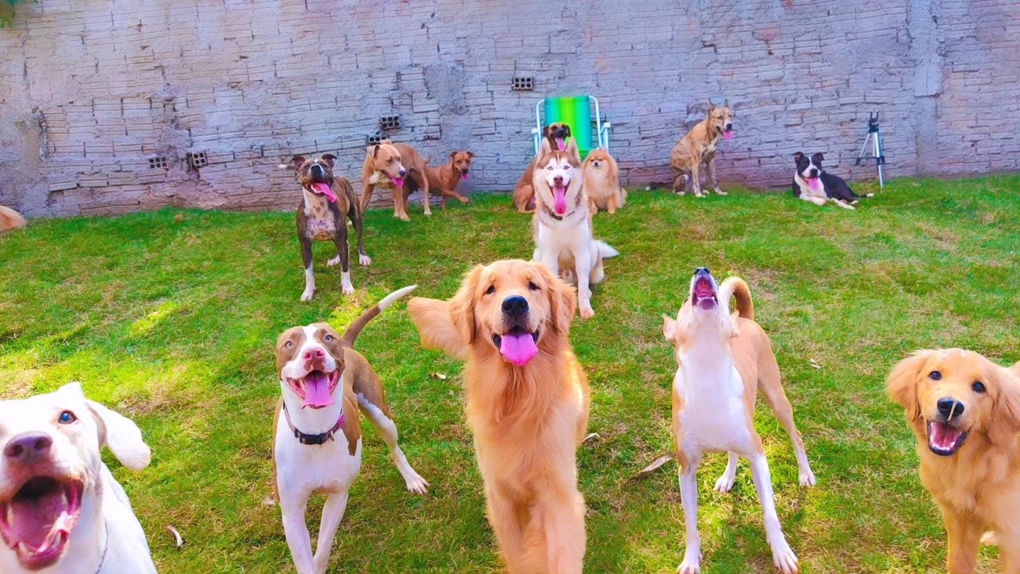 Grupo de cães reunidos no espaço externo da Major Dogs